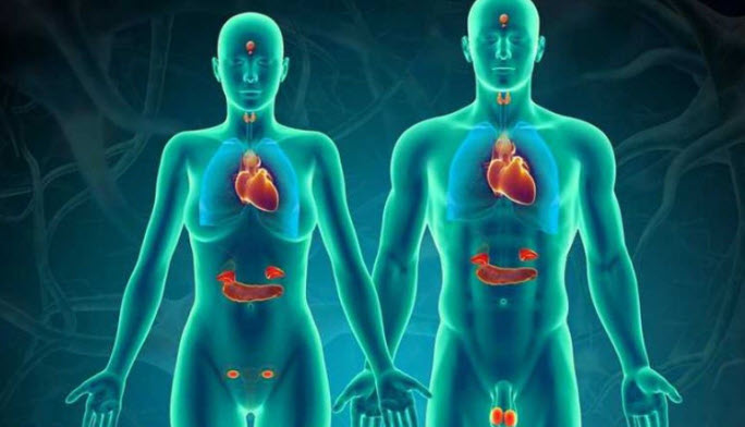 Hormonların Vücuttaki Rolü: Denge Bozulduğunda Ne Olur?