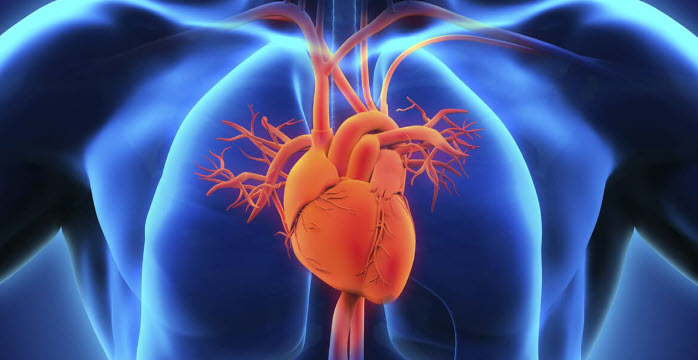 Fiziksel Aktivitenin Vücut Üzerindeki Etkileri